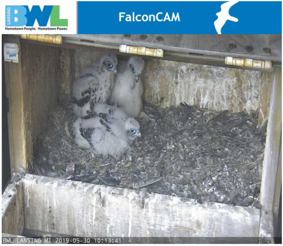 BWL To Band Baby Peregrine Falcon Chicks | Lbwl.com